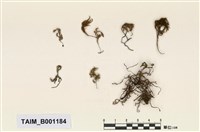 藏品(木苔)的圖片